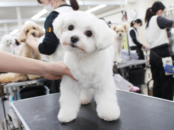 お客様の愛犬をトリミング♪